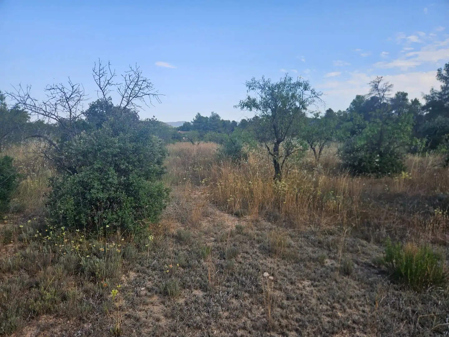 Land for sale in La Pobla de Cérvoles