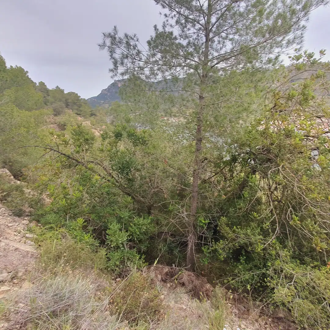 Terrain rustique à vendre à Benifallet, imagen 14