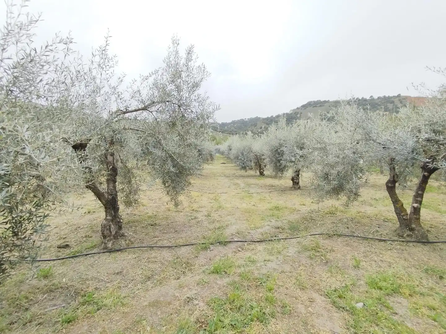 Terreni e lotti in vendita a Carretera Cenes de la Vega, imagen 24