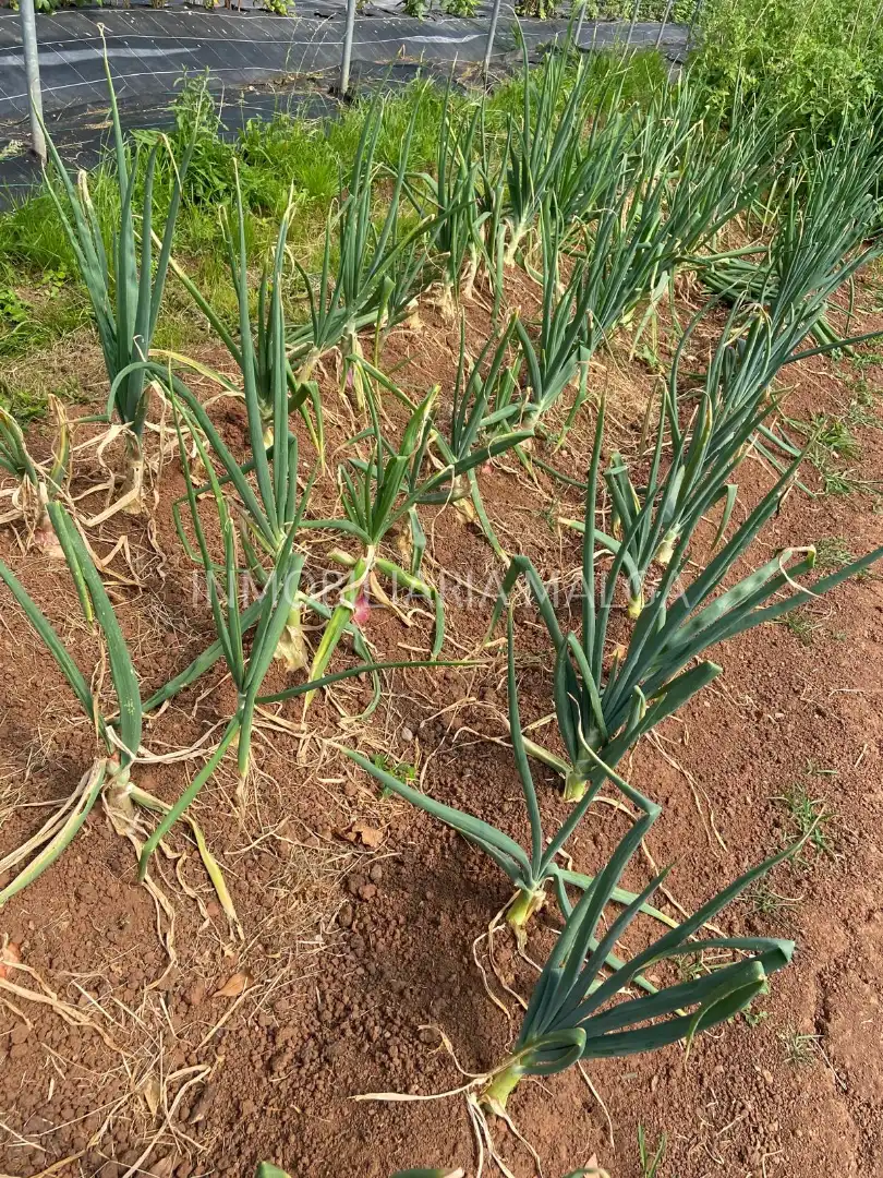 Jardí de Casa o xalet en venda en Colunga amb Calefacció, Jardí privat i Parquet