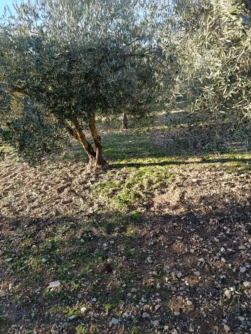 Terrenys i solars en venda a Bullas, imagen 11