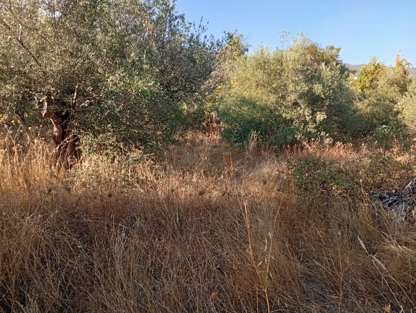 Terreni e lotti in vendita a Villanueva de la Vera, imagen 2