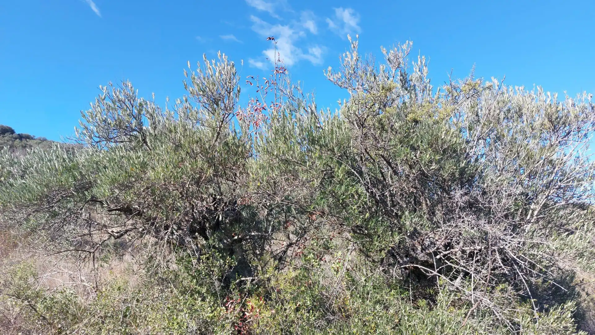 Grundstücke zur Miete in Loranca de Tajuña