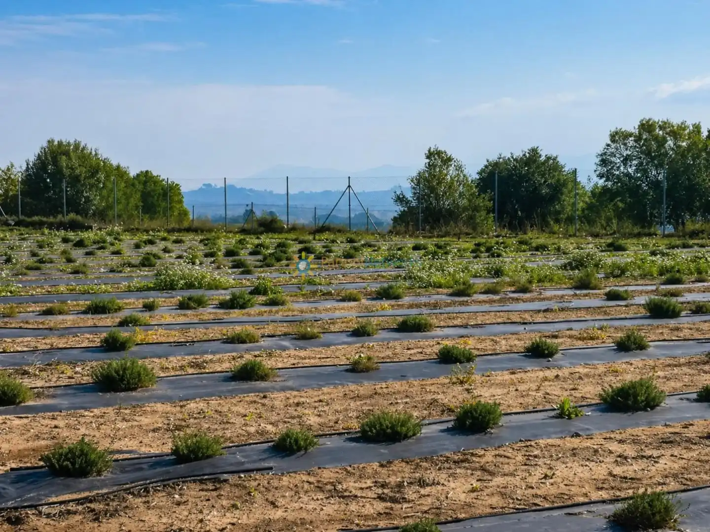 Finca rústica en venda en Benigànim amb Terrassa i Traster