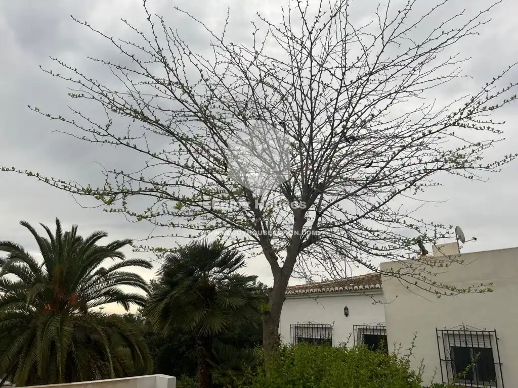 Houses for sale in Cap Martí - El Tossalet - Pinomar