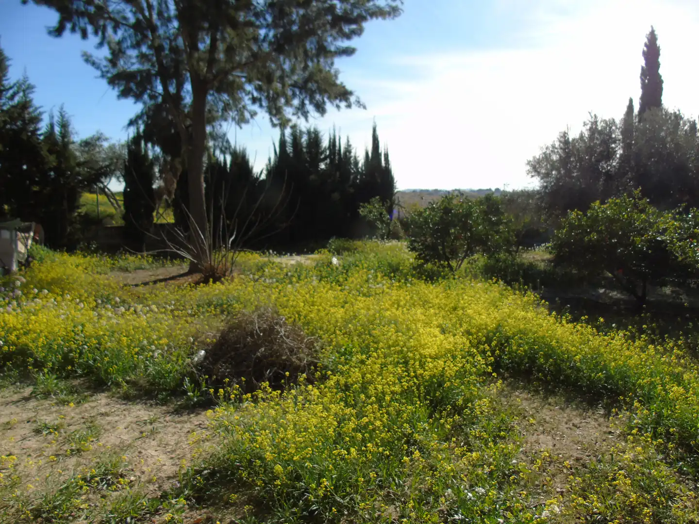 Jardín de Finca rústica en venta en Molina de Segura con Aire acondicionado, Jardín privado y Amueblado