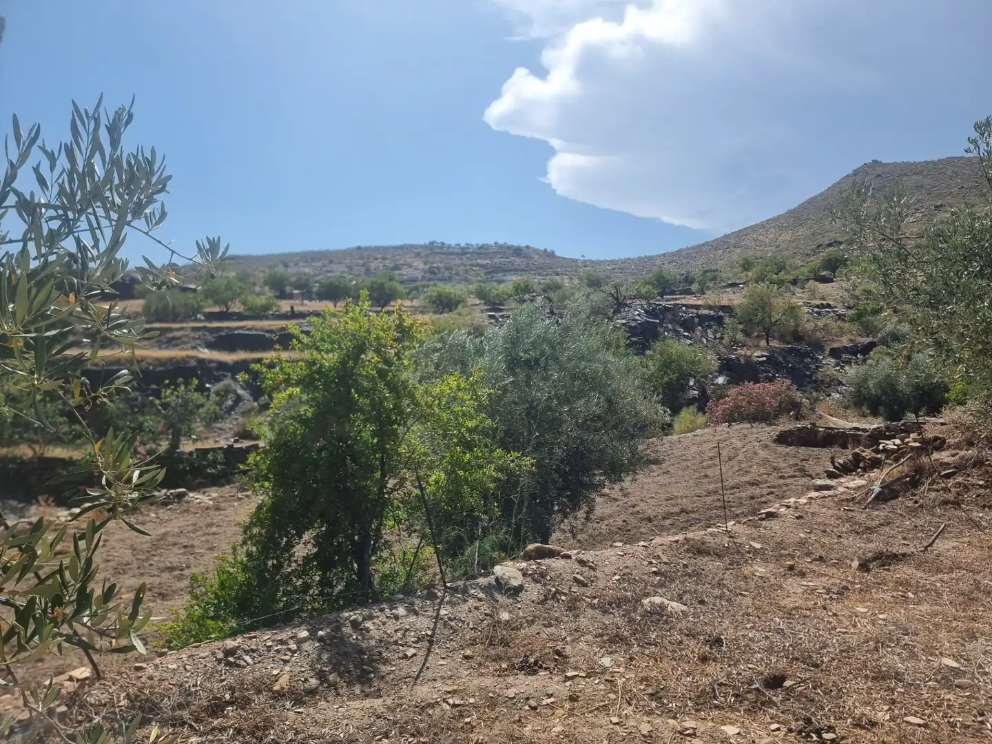 Terreno en venta en Senés