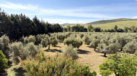 PARCELA RUSTICA DE OLIVOS CON DOS VIVIENDAS EN TEBA PUEDE SER TUYA