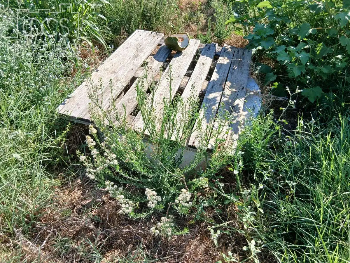 Terrain rustique à vendre à Almonte ciudad, imagen 6