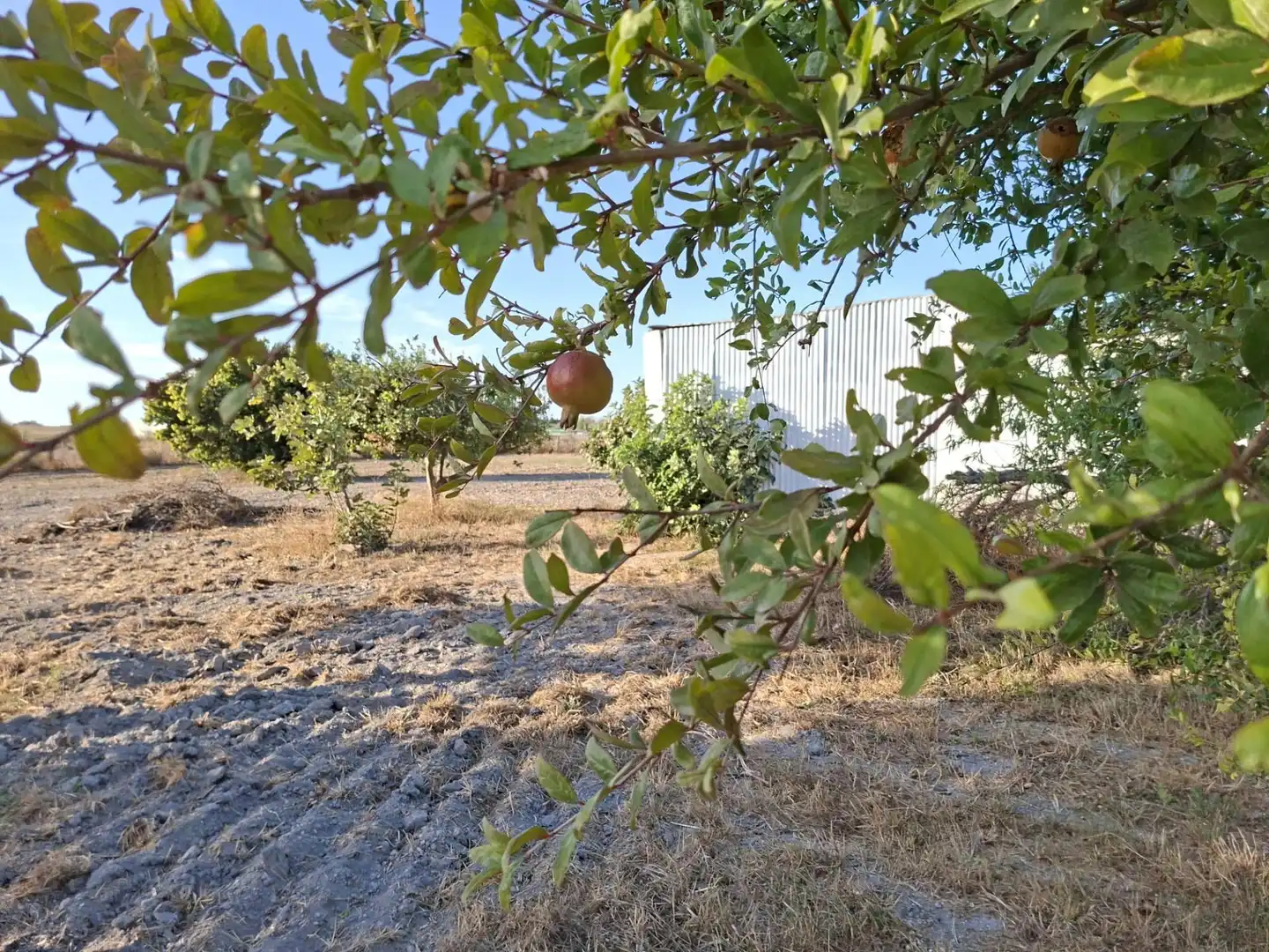 Finca rústica en venda en Chiclana de la Frontera