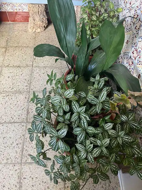 Appartement à vendre à Vejer, imagen 8