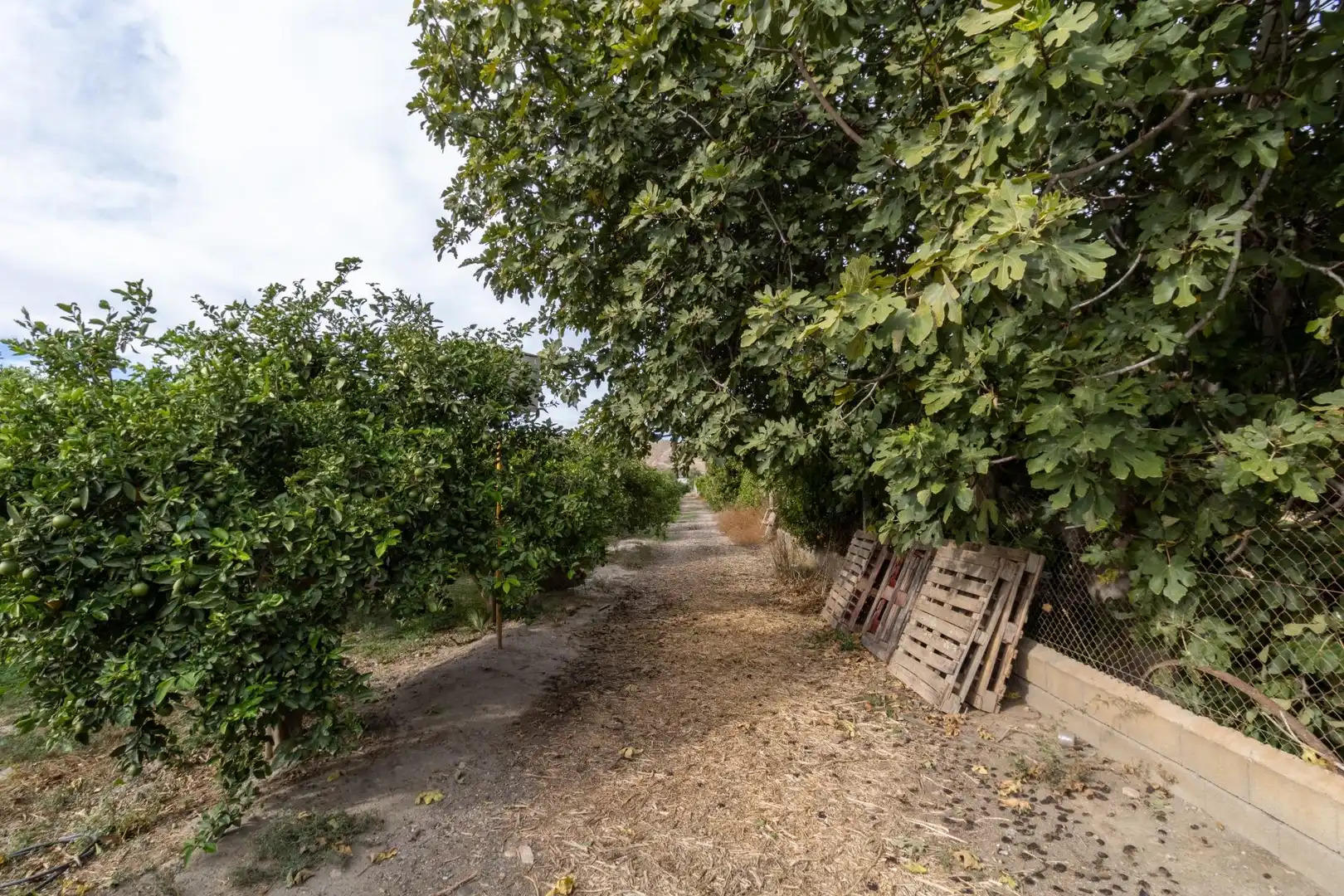 Land for sale in Santa Fe de Mondújar