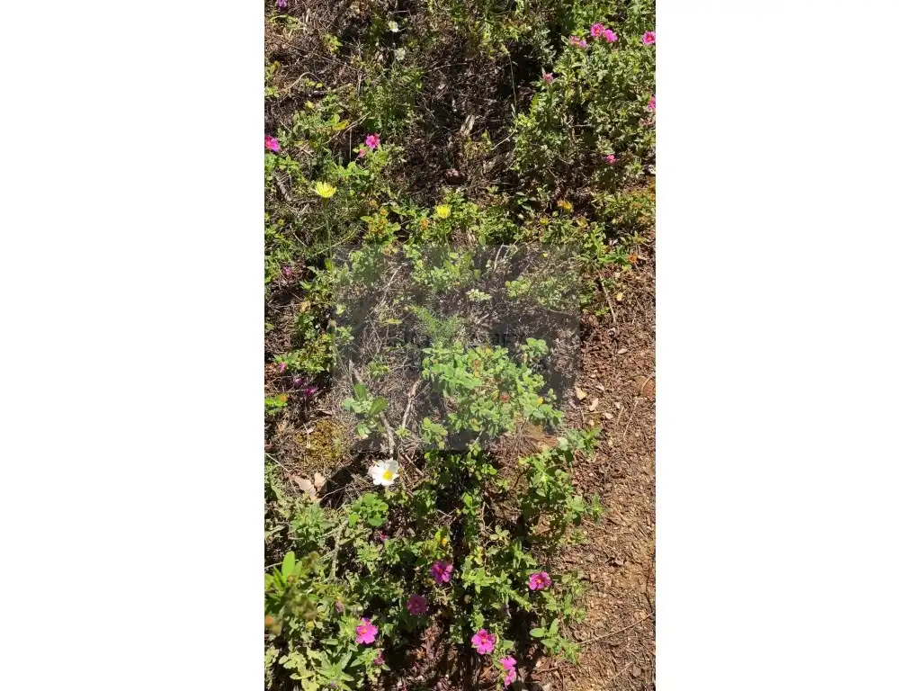 Garden of Land for sale in Pals