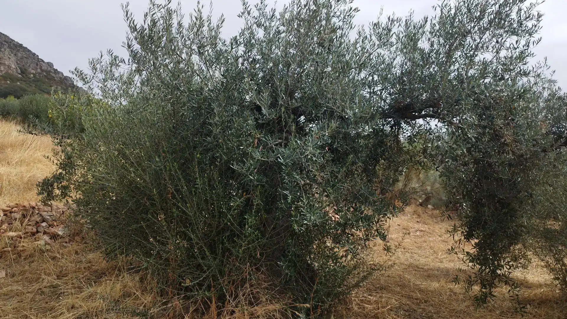 Planta baixa en venda en Benquerencia de la Serena amb Traster