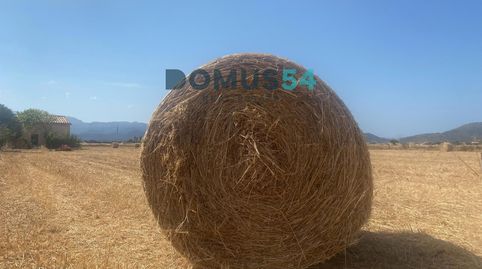Finca rústica NO edificable con caseta agrícola en Sa Pobla, immagine 5