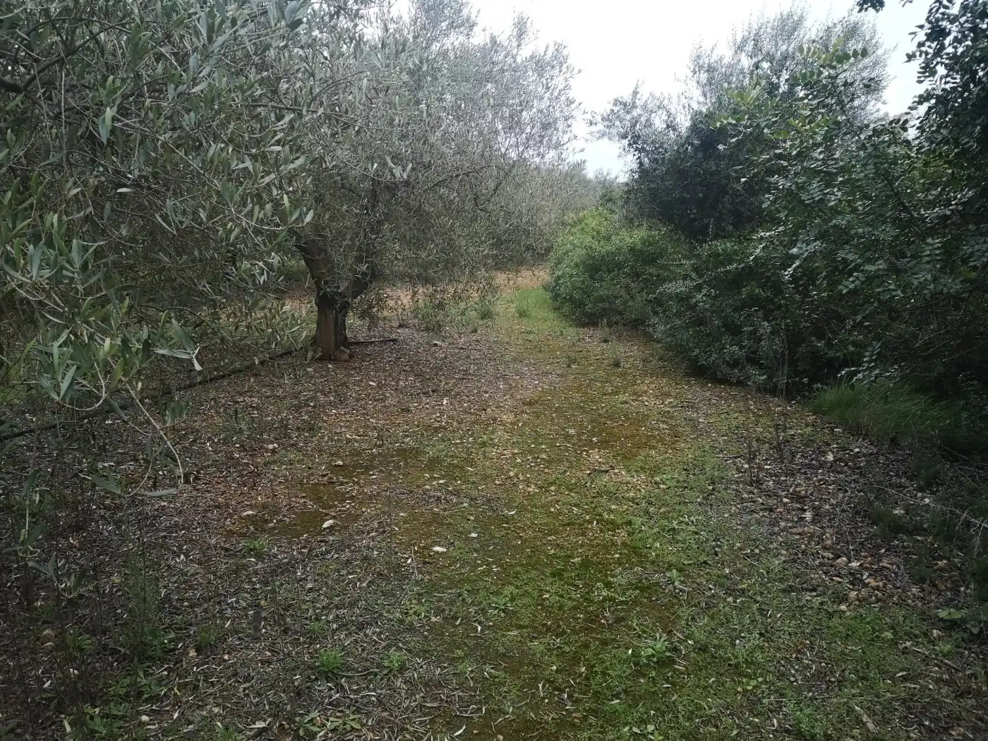 Terreno rustico in vendita a Ulldecona, imagen 4
