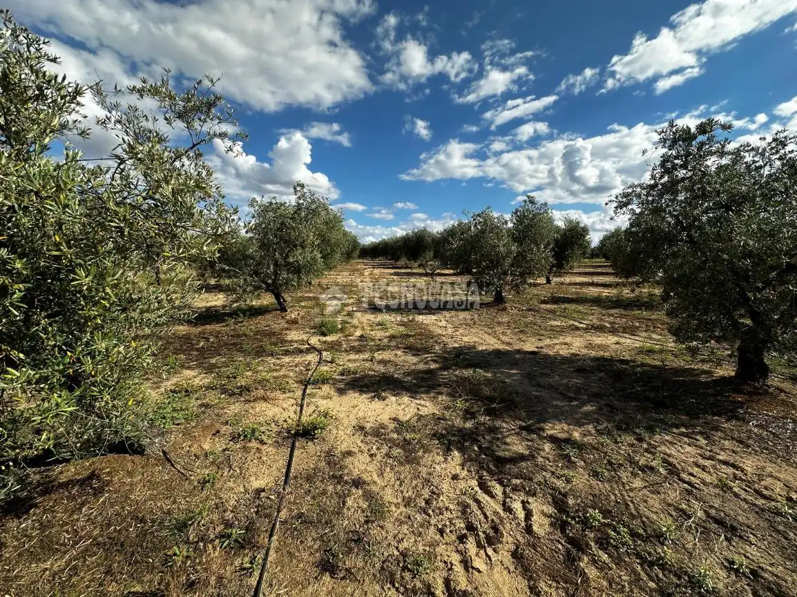 Land for sale in Guareña