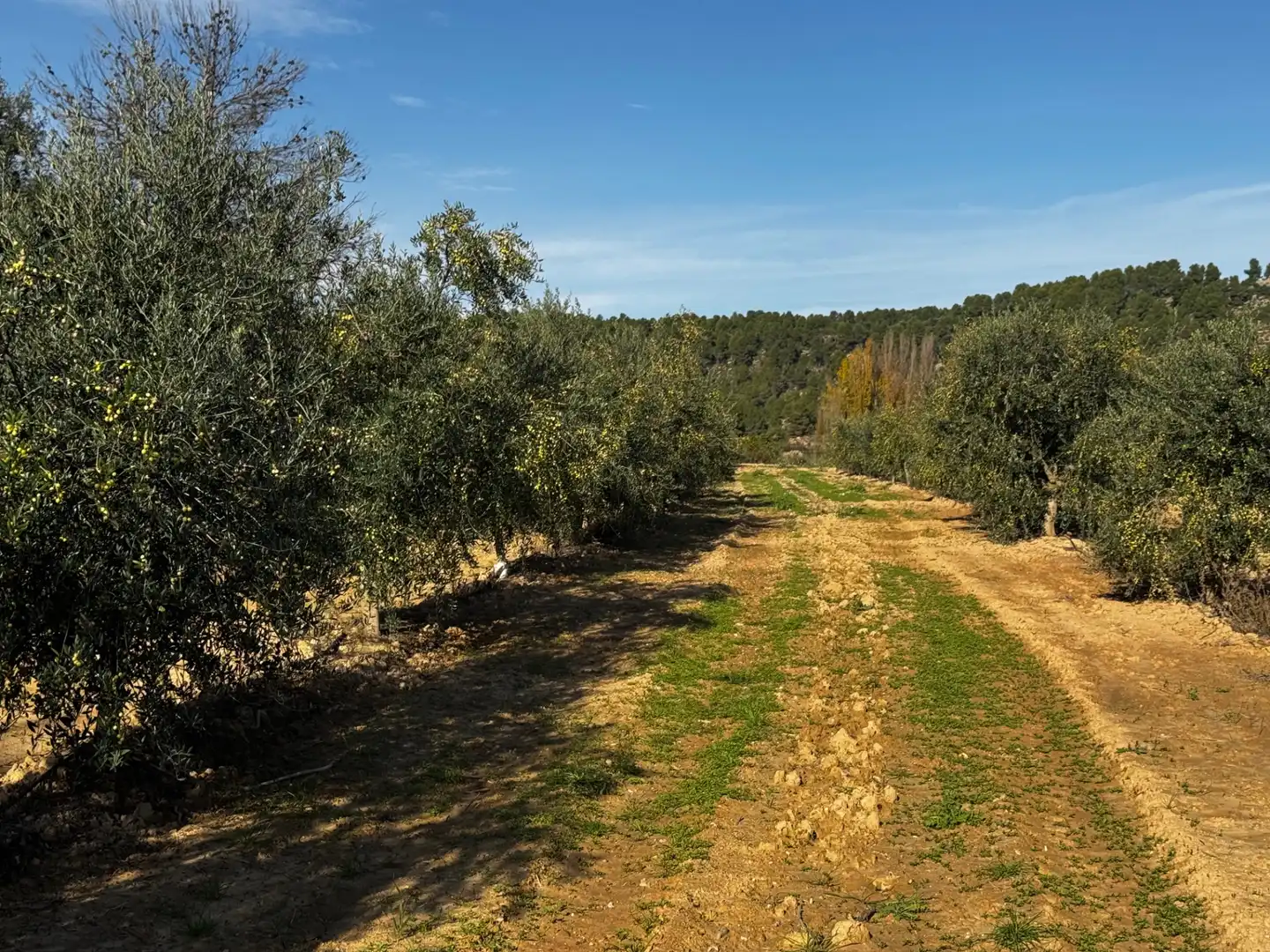 Terreno en venta en N/A, -1, Torre del Compte