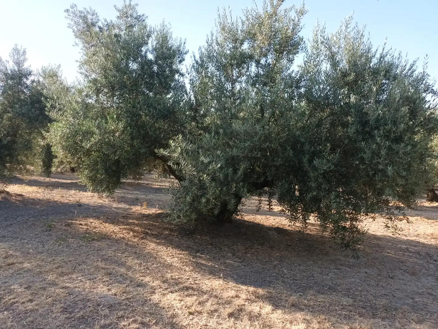 Terreno en venta en Villacarrillo