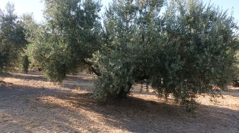 Foto 3 de Terreny en venda a Villacarrillo, Jaén