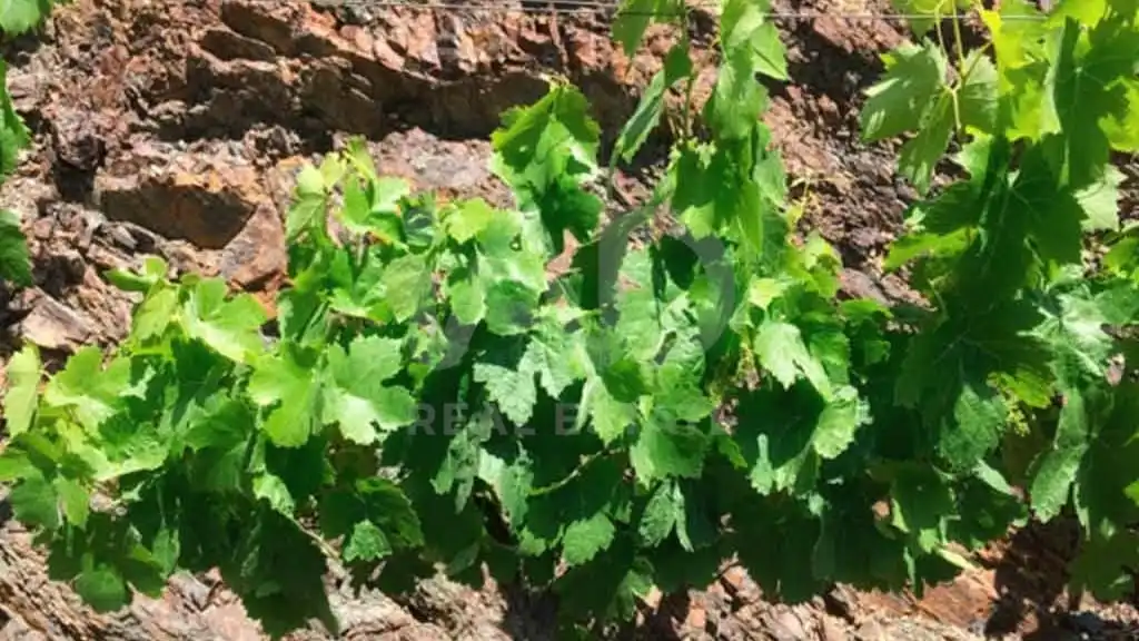 Jardín de Terreno en venta en Porrera