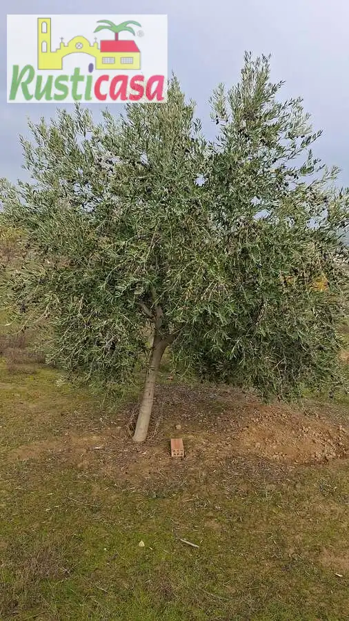 Terreni e lotti in vendita a Sevilleja, imagen 17