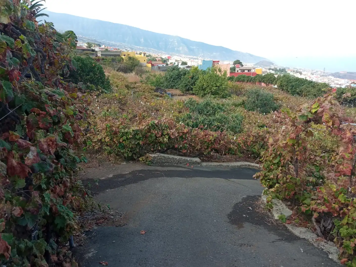 Terreno rustico in vendita a Las Cuevas - Los Gómez, imagen 34