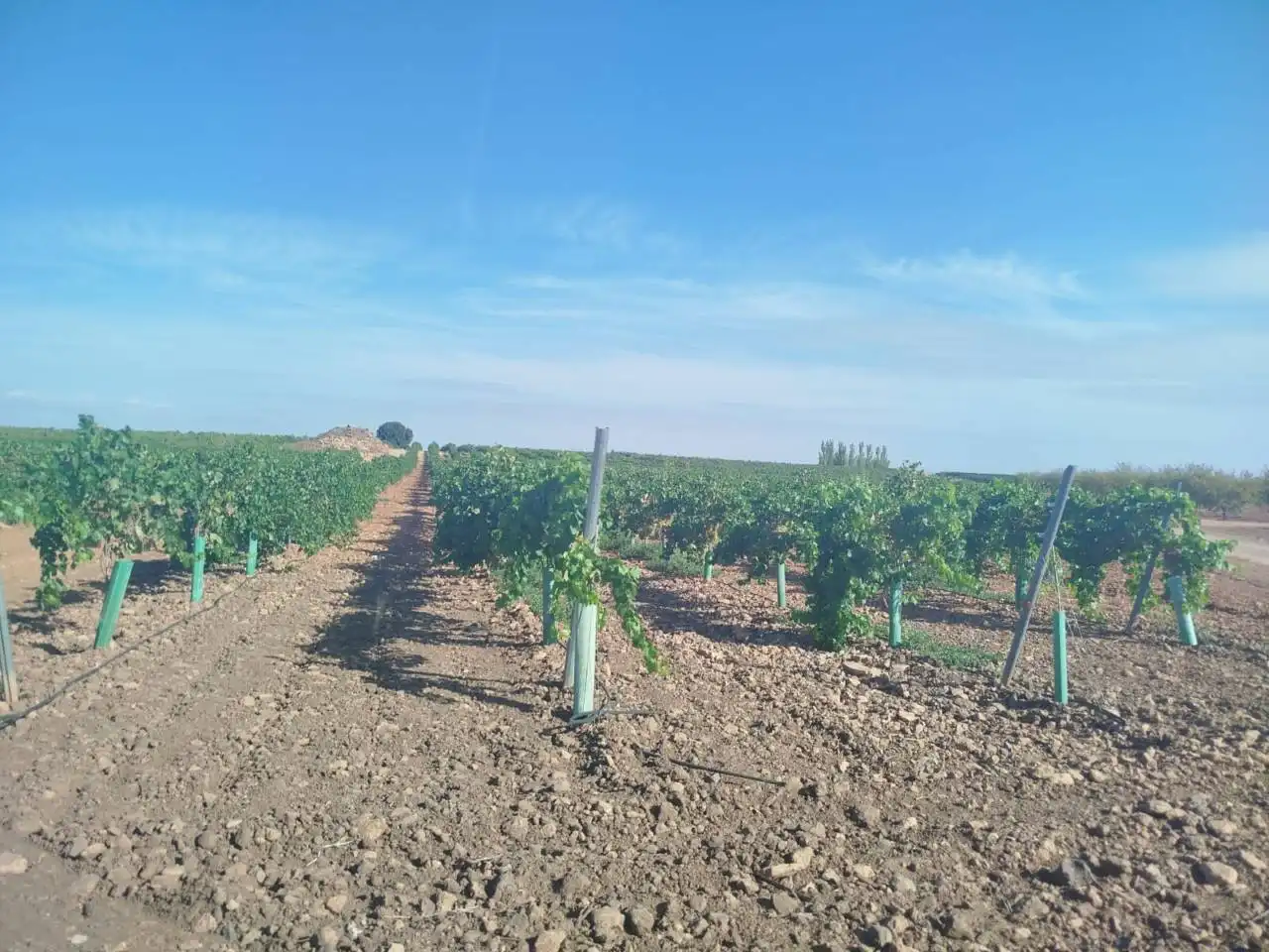Terreno rustico in vendita a Alcázar de San Juan, imagen 8