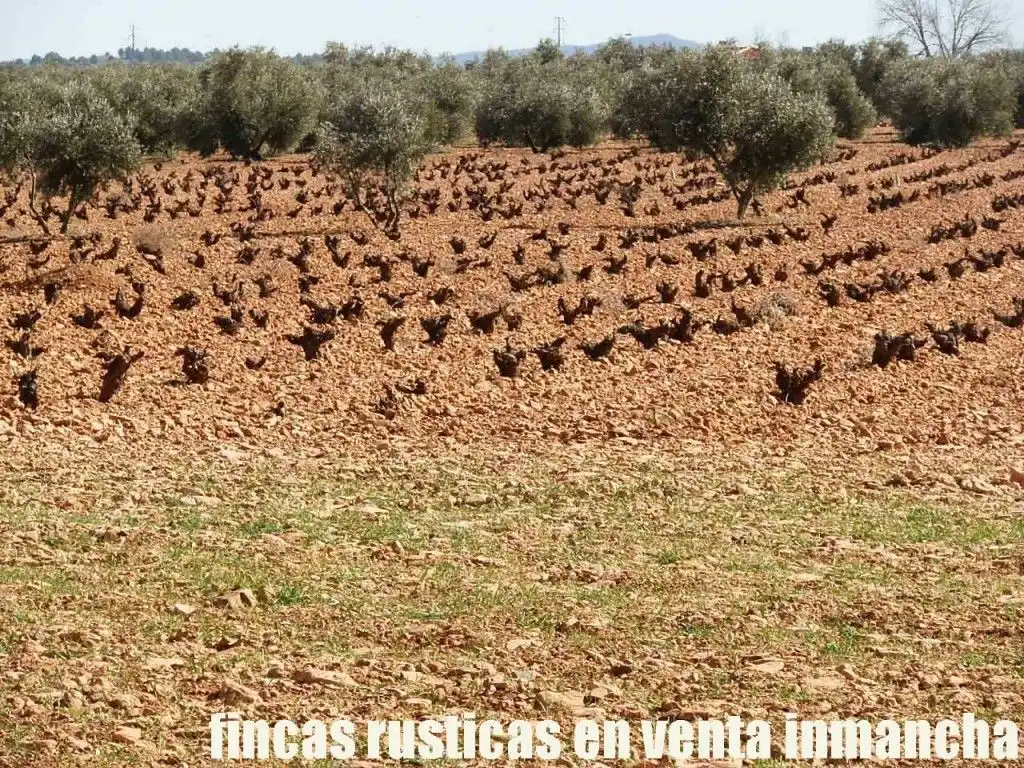 Rural land for sale in Valdepeñas, imagen 9