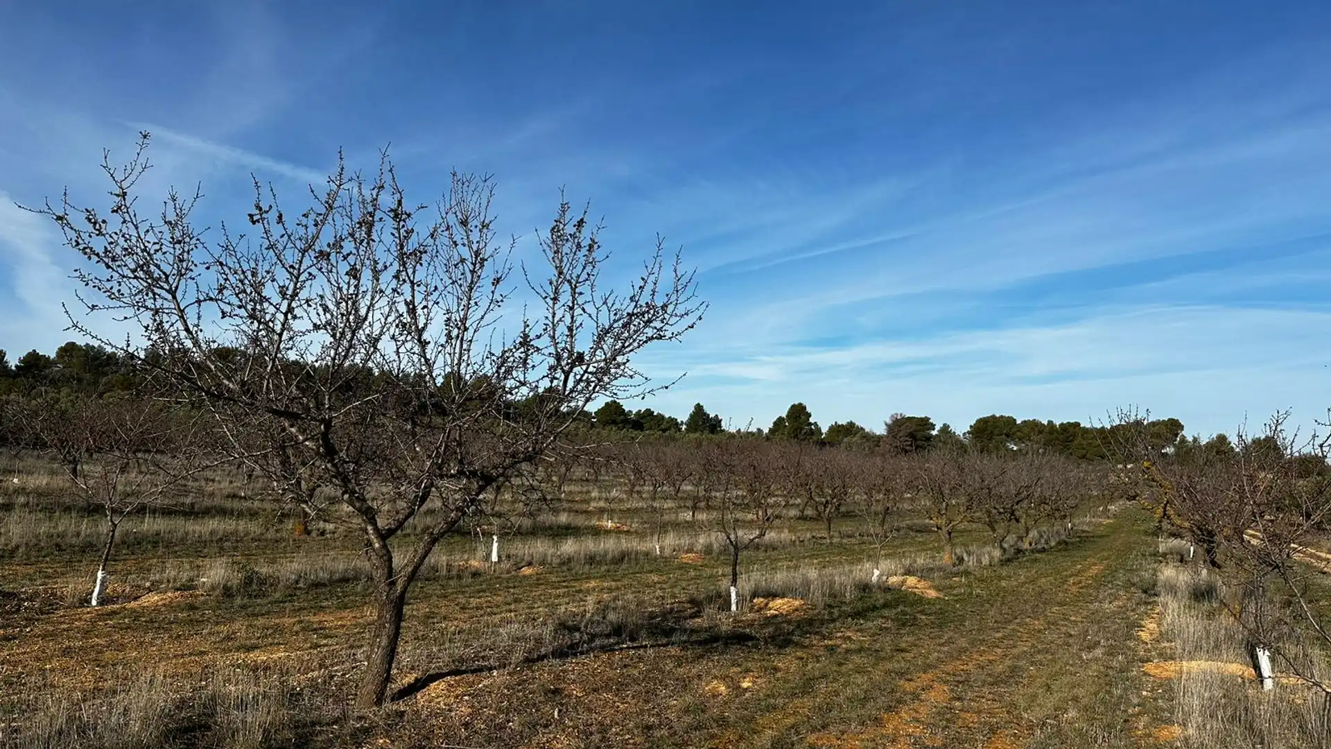 Terreno en venta en La Pobla de Cérvoles