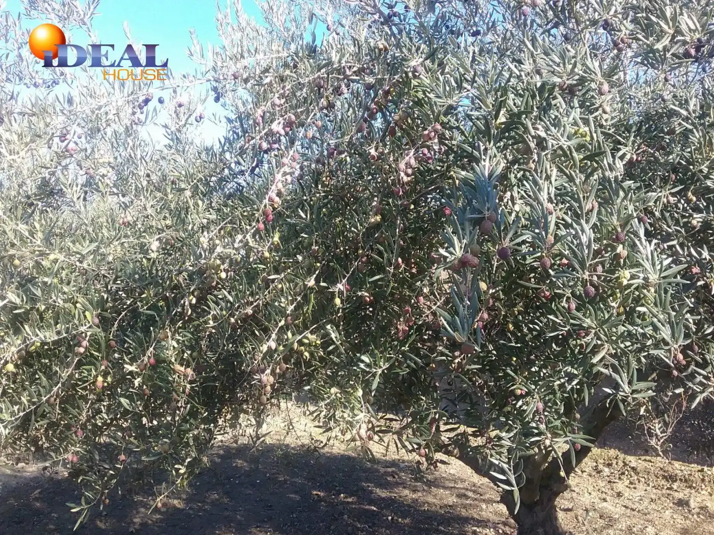 Finca rústica en venta en La Zubia Ciudad