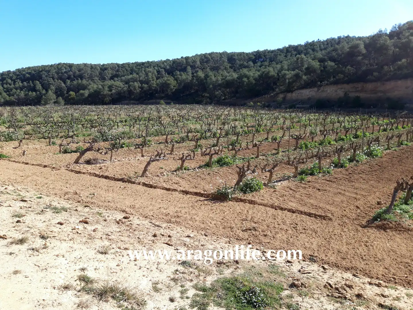 Finca rústica en venta en Nonaspe