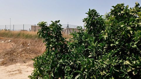 Huerto de naranja en plena producción