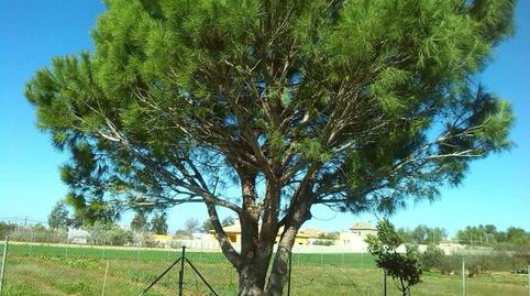 Foto 4 de Finca rústica en venda a Villanueva Golf, Puerto Real