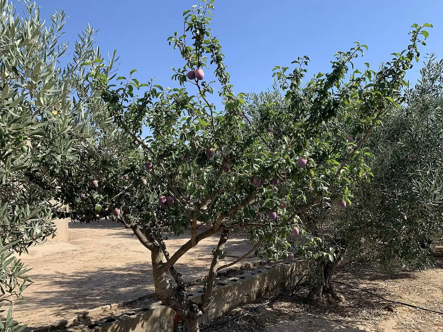 Jardí de Casa o xalet en venda en Caudete amb Jardí privat i Internet