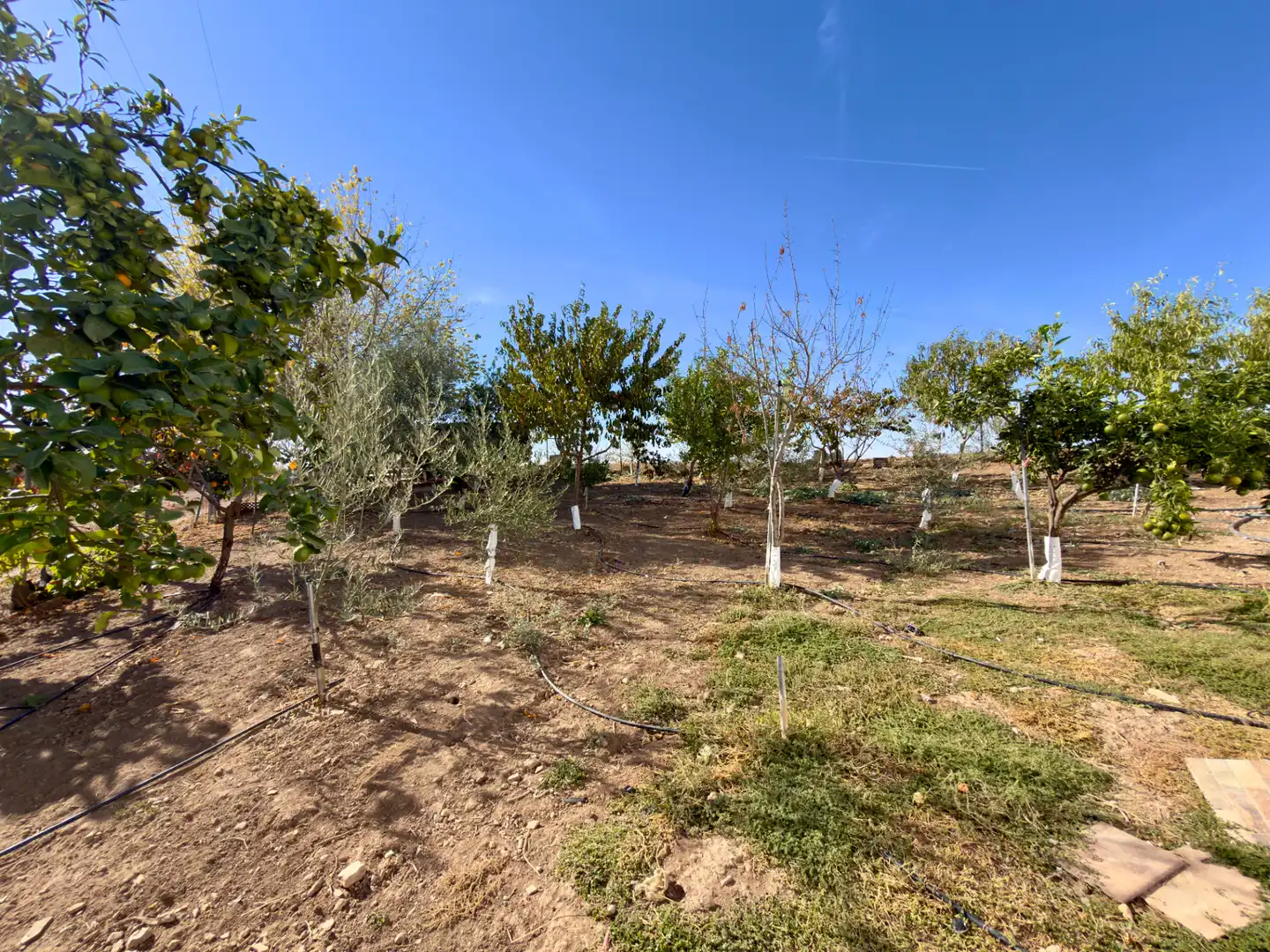 Casa o xalet en venda en Espera, Cádiz