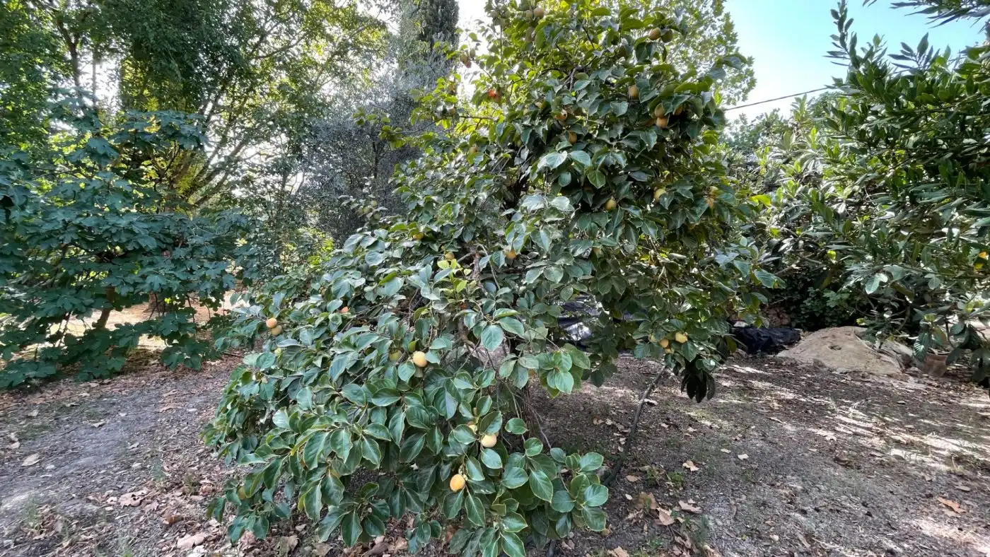 Jardí de Casa o xalet en venda en Carcabuey amb Calefacció, Jardí privat i Terrassa