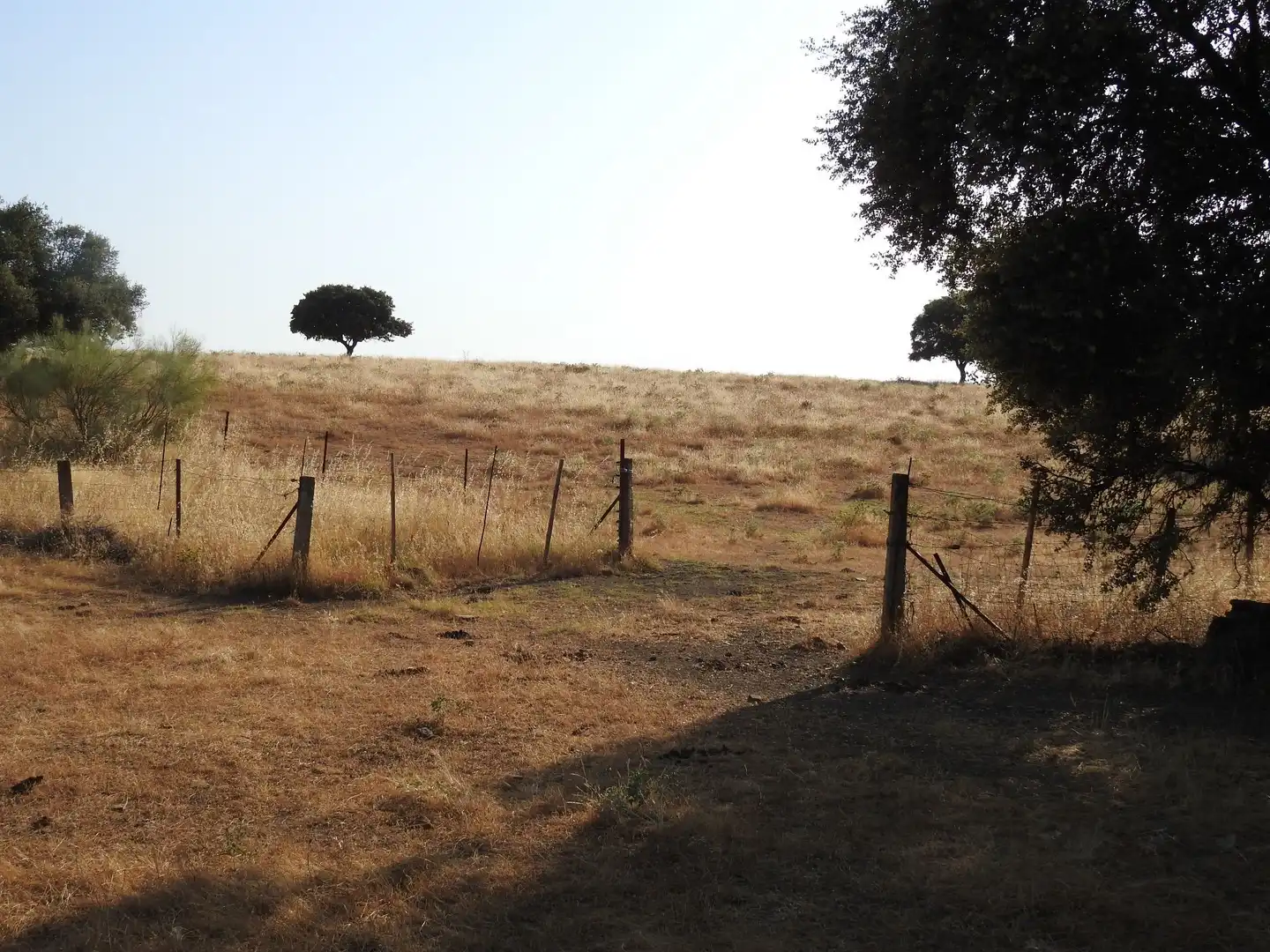 Land for sale in Villar del Pedroso