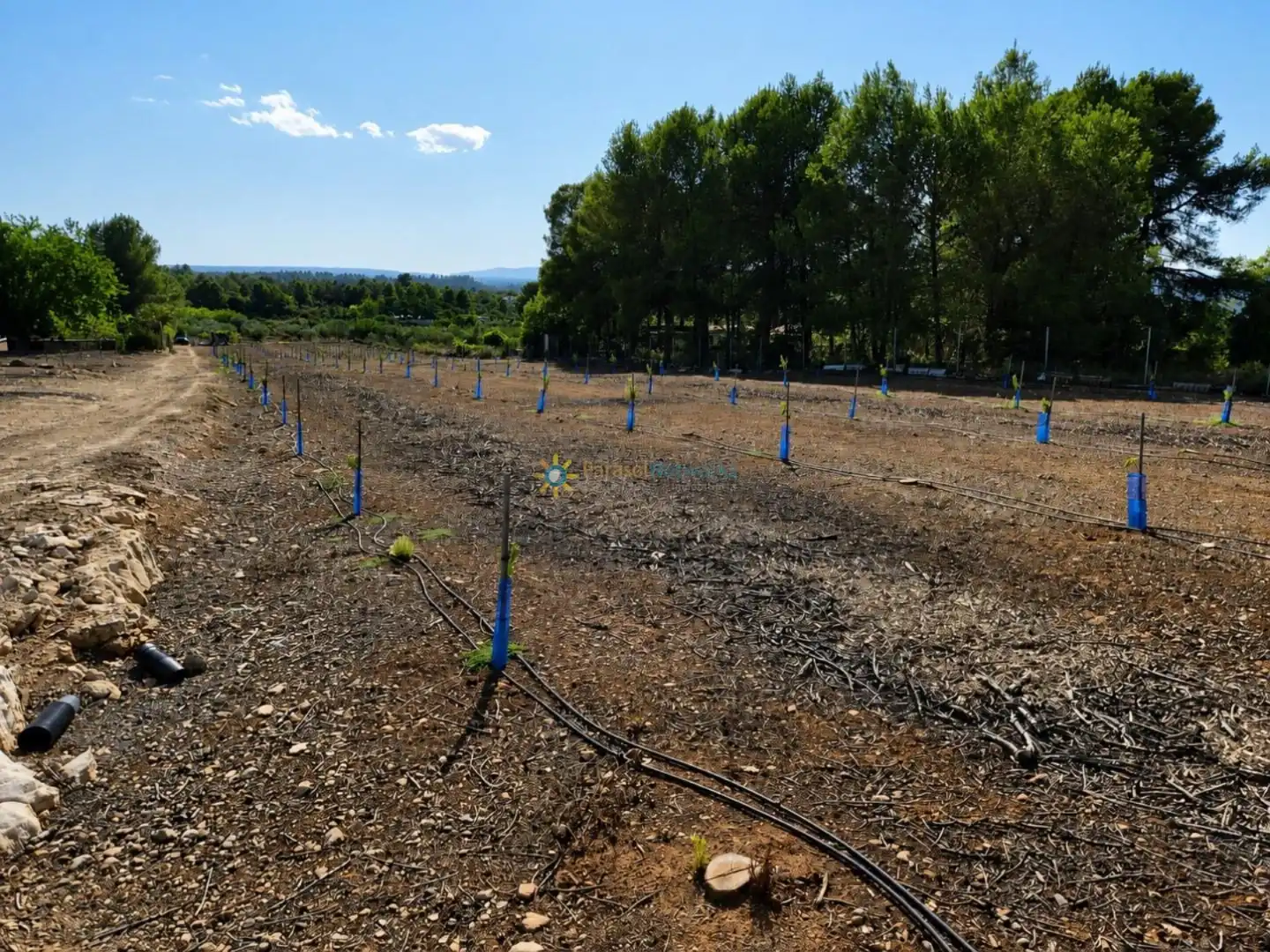 Rustikales Grundstück zum Verkauf in Sumacàrcer, imagen 3