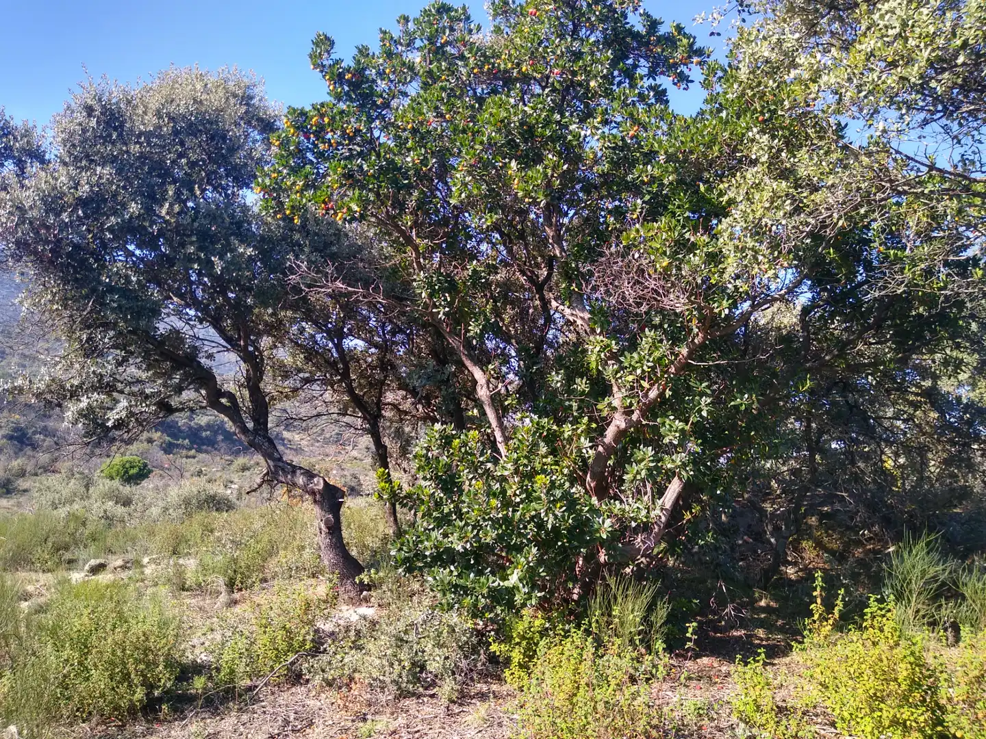Rural land for sale in Cadalso de los Vidrios, imagen 9