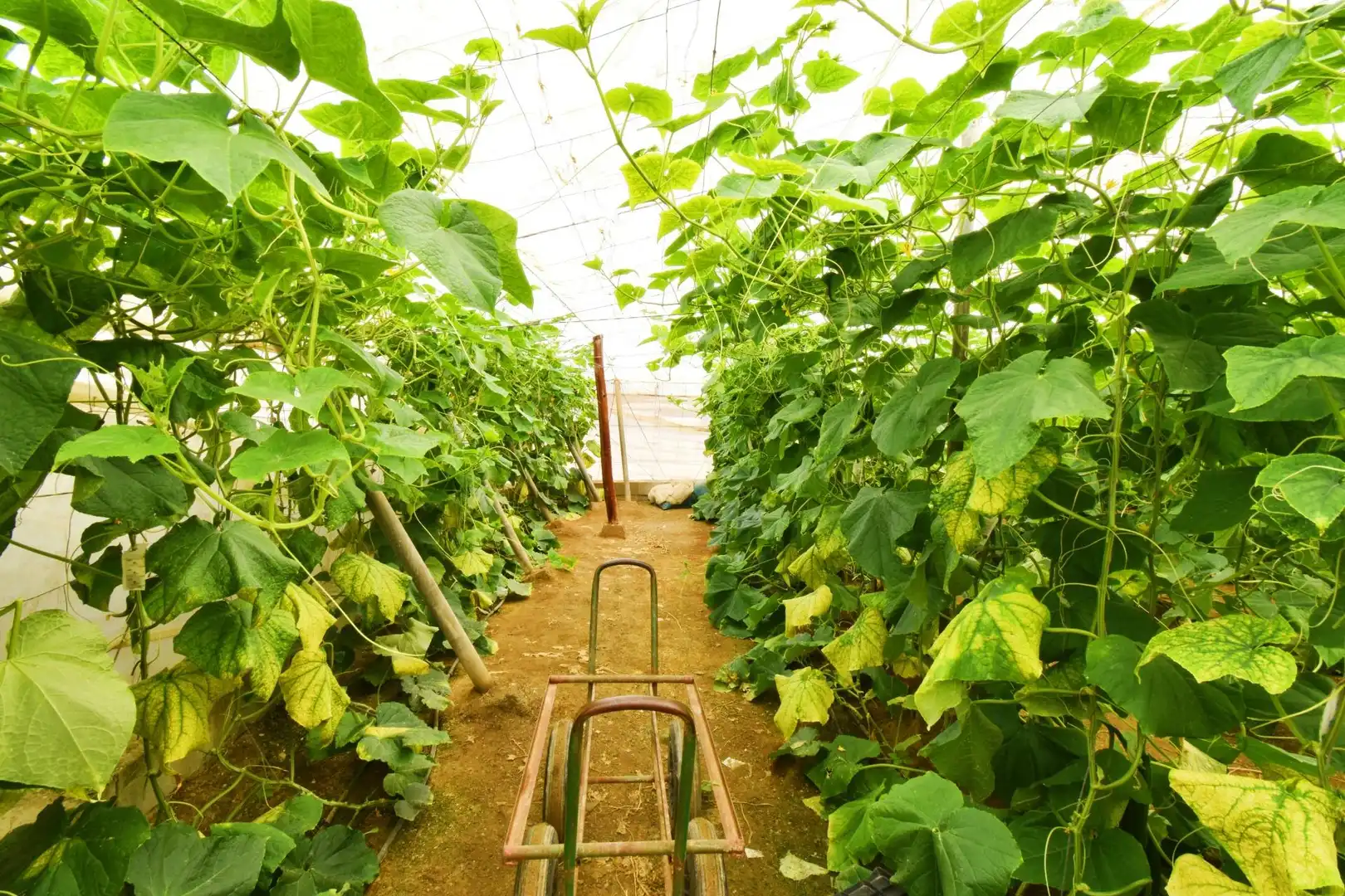 Terreno rustico in vendita a Balerma, imagen 42