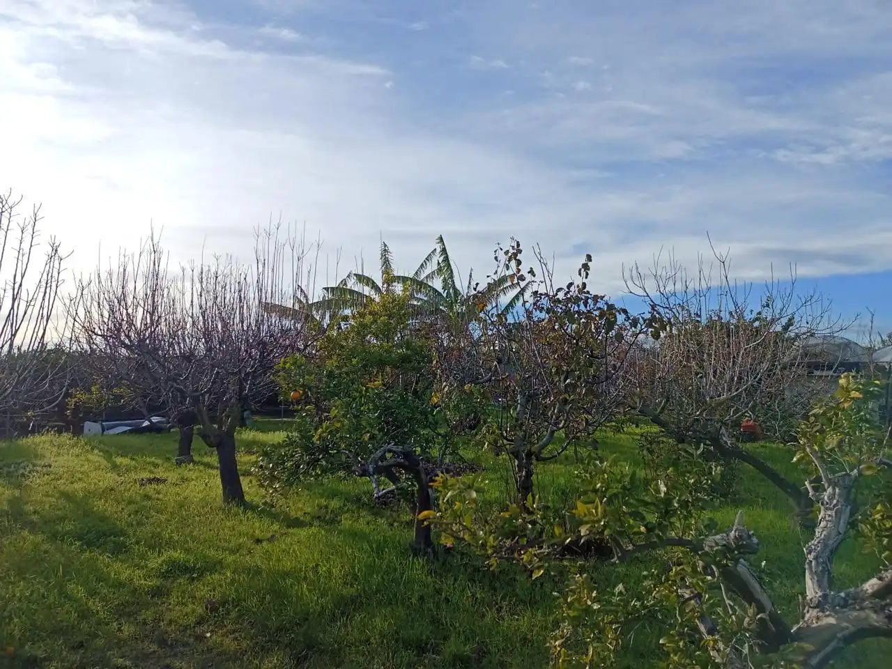 Country homes for sale in Sueca