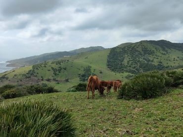 Terrenys i solars en venda a Tarifa ciudad