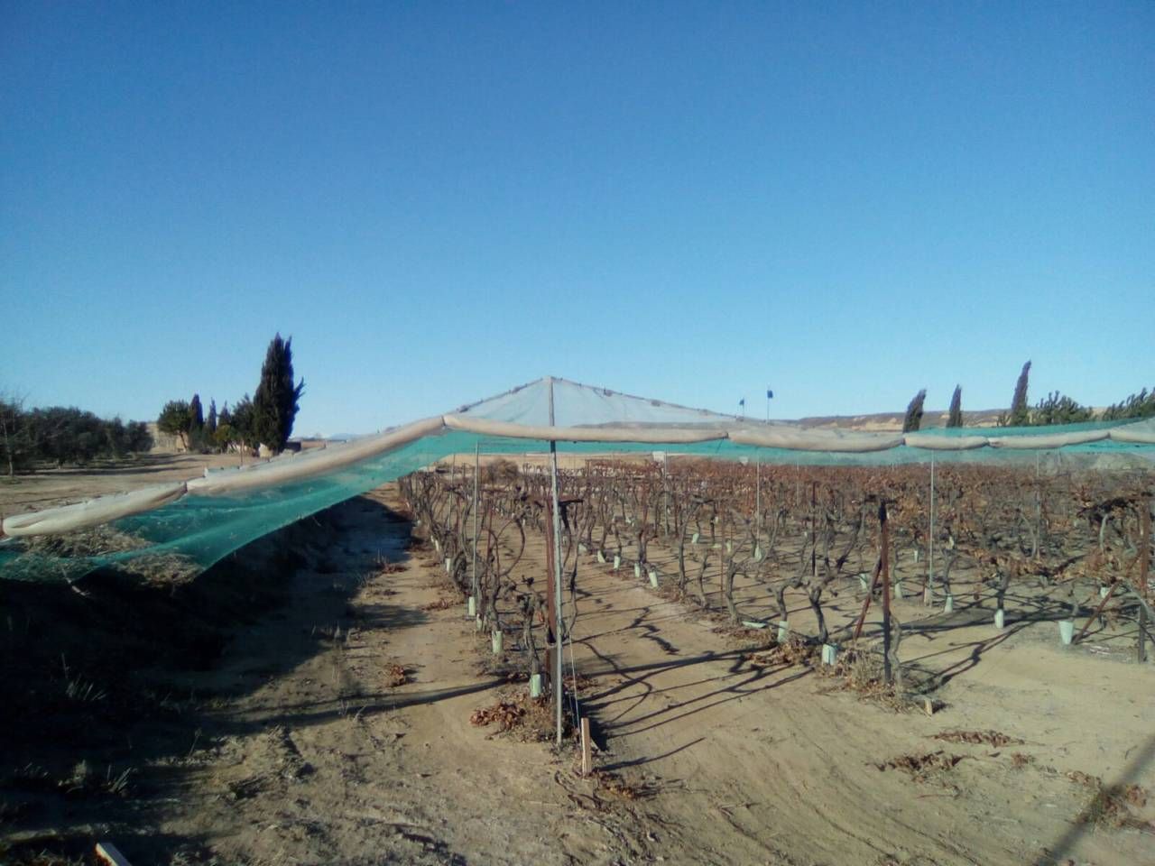 Garden of Land for sale in Villanueva de Sigena