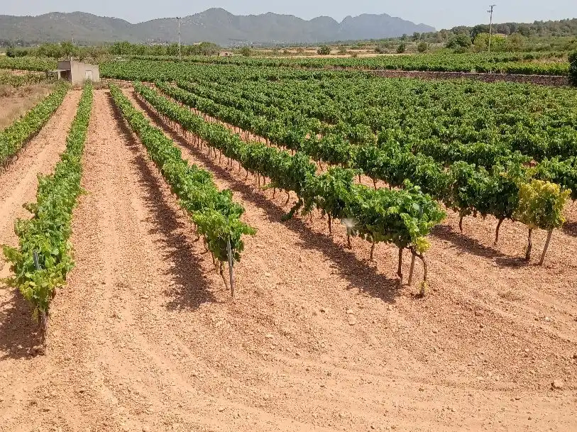 Rustikales Grundstück zum Verkauf in cami de rodonya 3, imagen 3