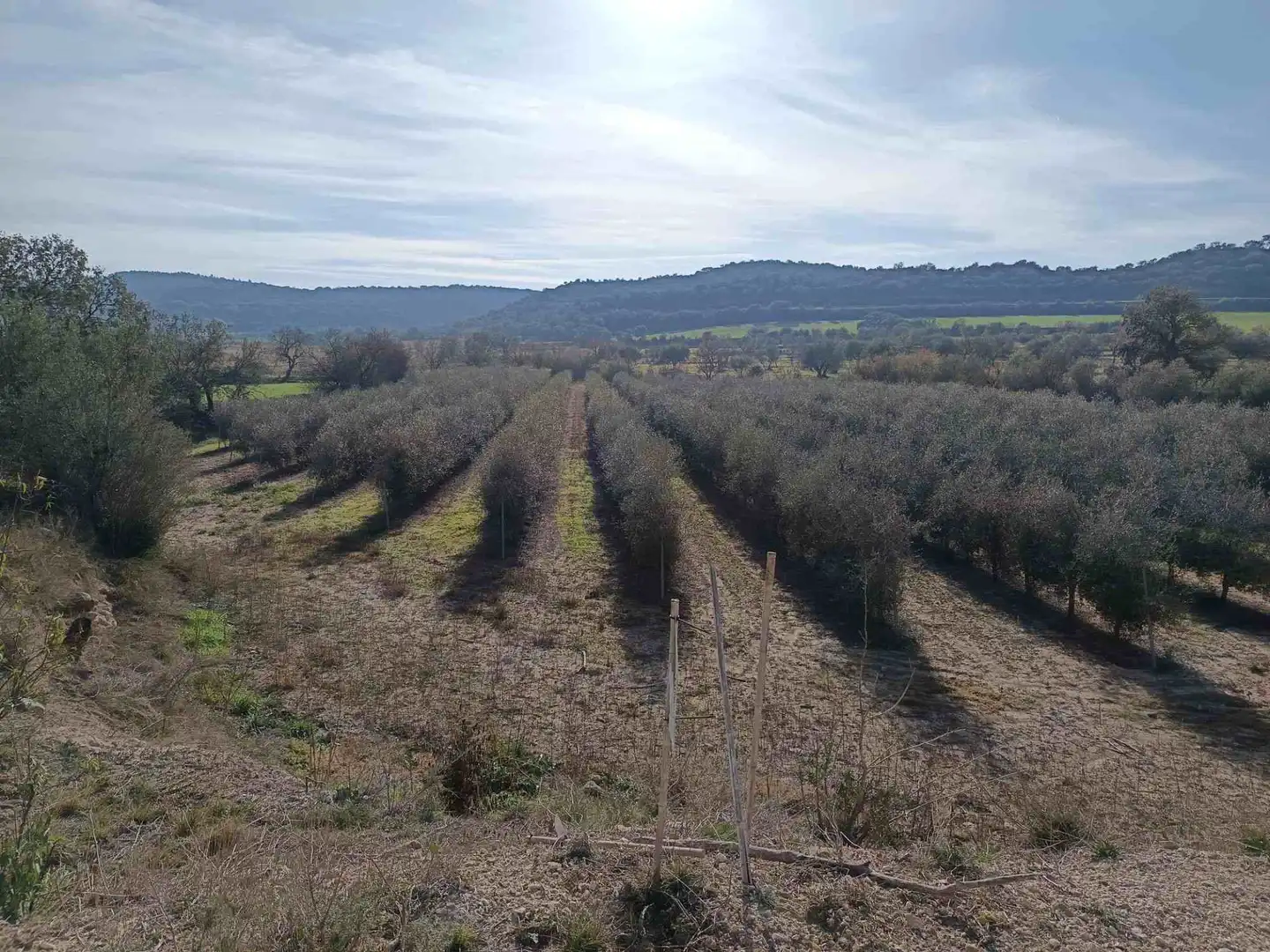 Land for sale in Estadilla