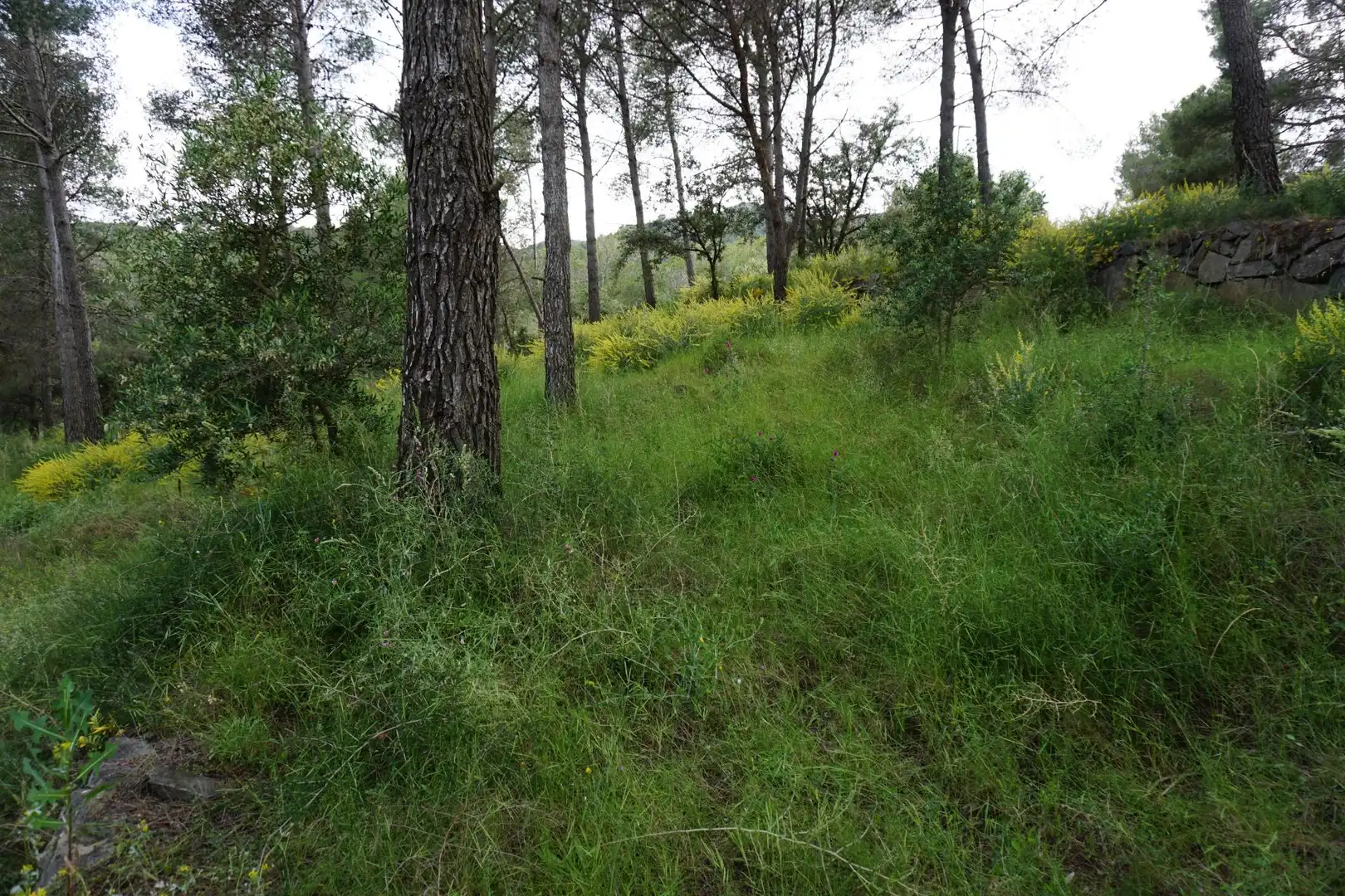 Terreno residenziale in vendita a Calle Ferreteries, imagen 7