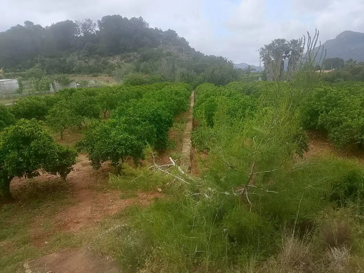 Terrain rustique à vendre à Calle Cami Rural Rotova, imagen 14