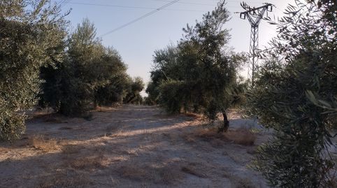 OLIVAR DE VARIEDAD HOJIBLANCA DE UN PIE, immagine 5