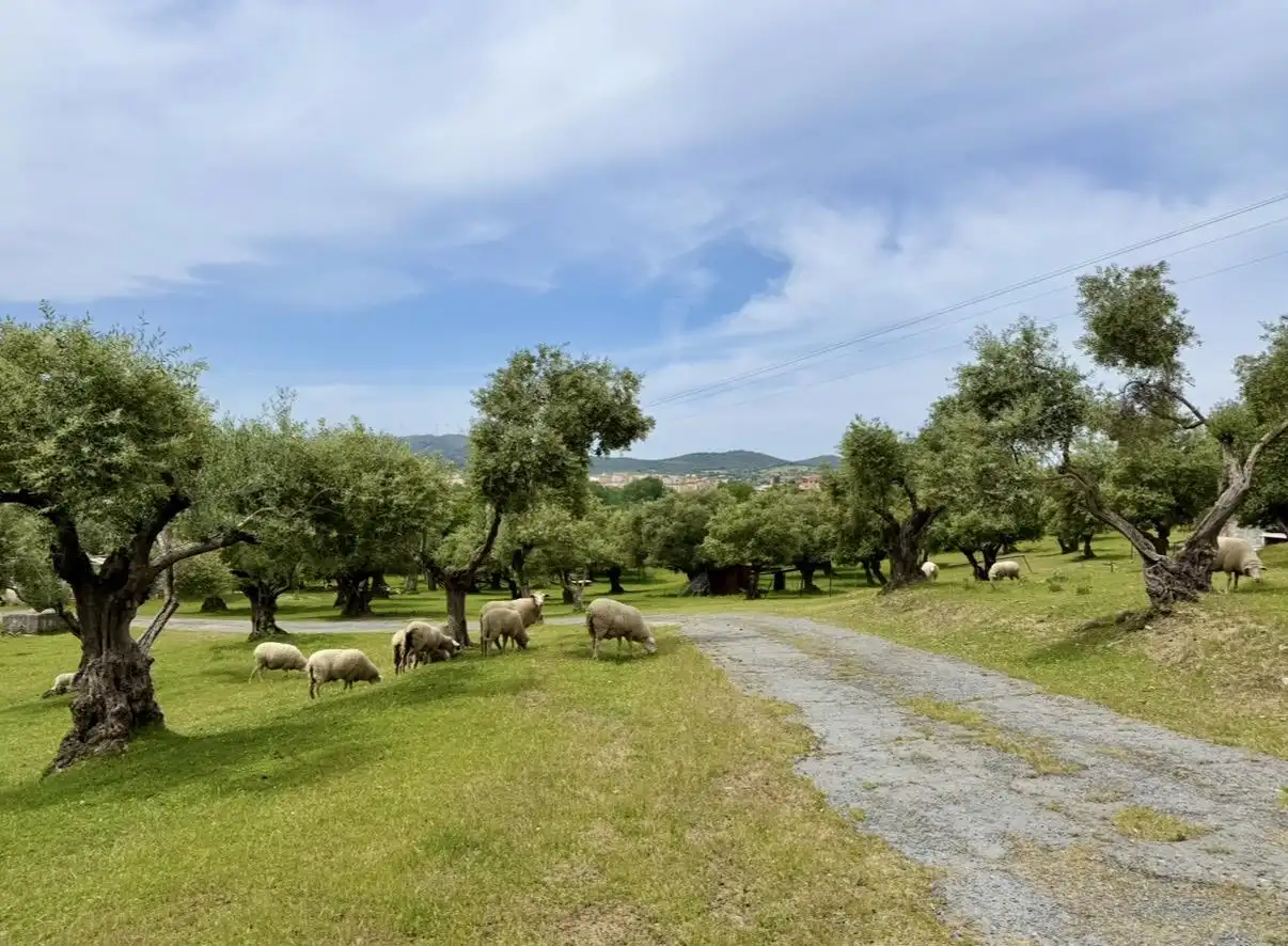 Vista exterior de Finca rústica en venta en Plasencia con Jardín privado y Piscina